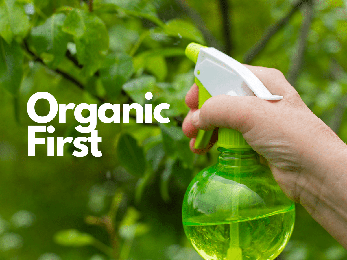 Natural Pest Control: Safeguard Your Fruit Trees Naturally and Effectively
