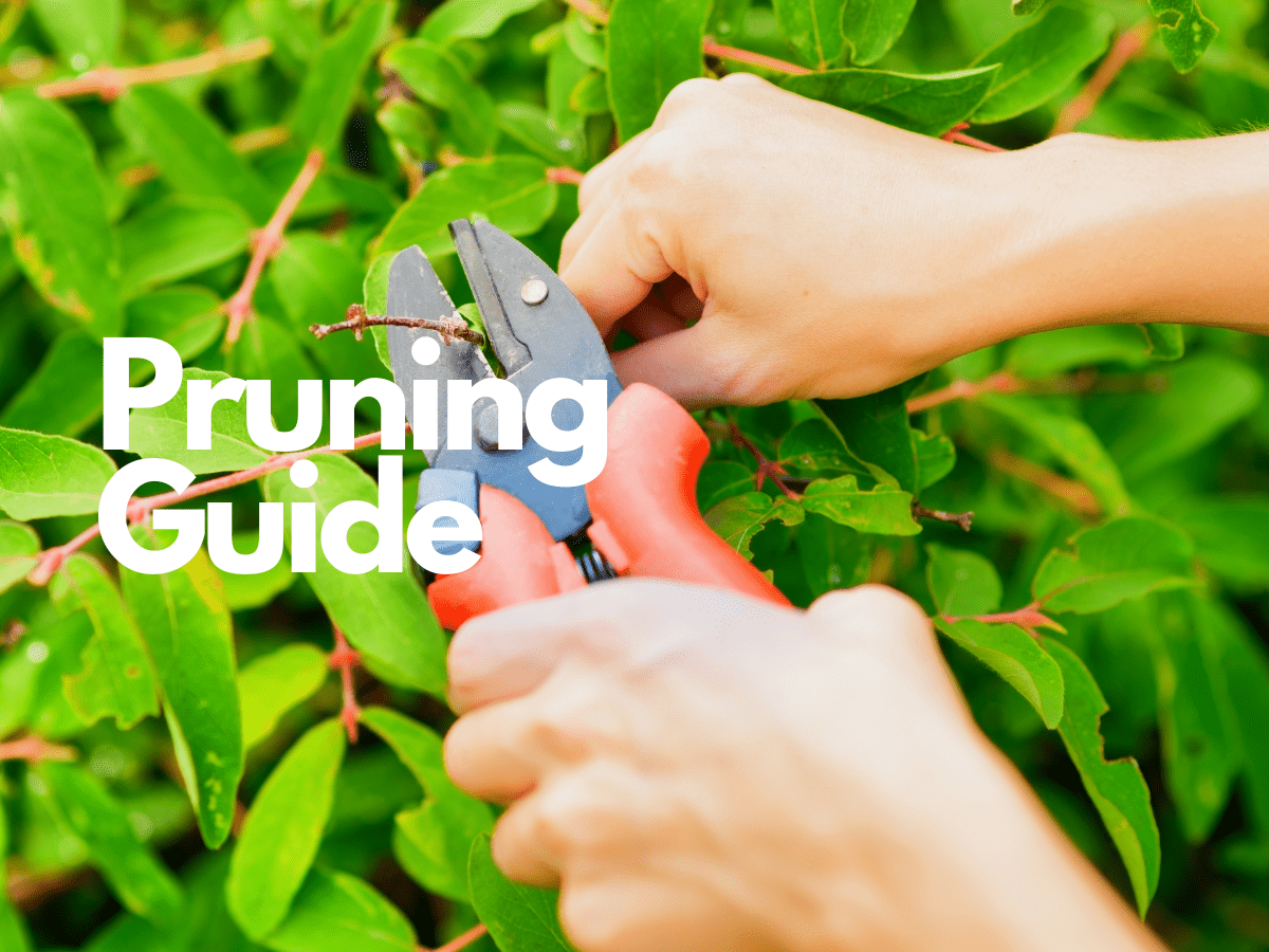 Unlock Bountiful Harvests: A Comprehensive Guide to Pruning Fruit Trees