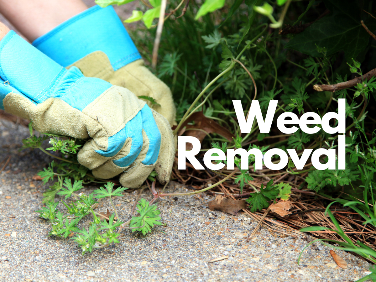 Master Organic Weed Control: Top Eco-Friendly Solutions for a Thriving Garden