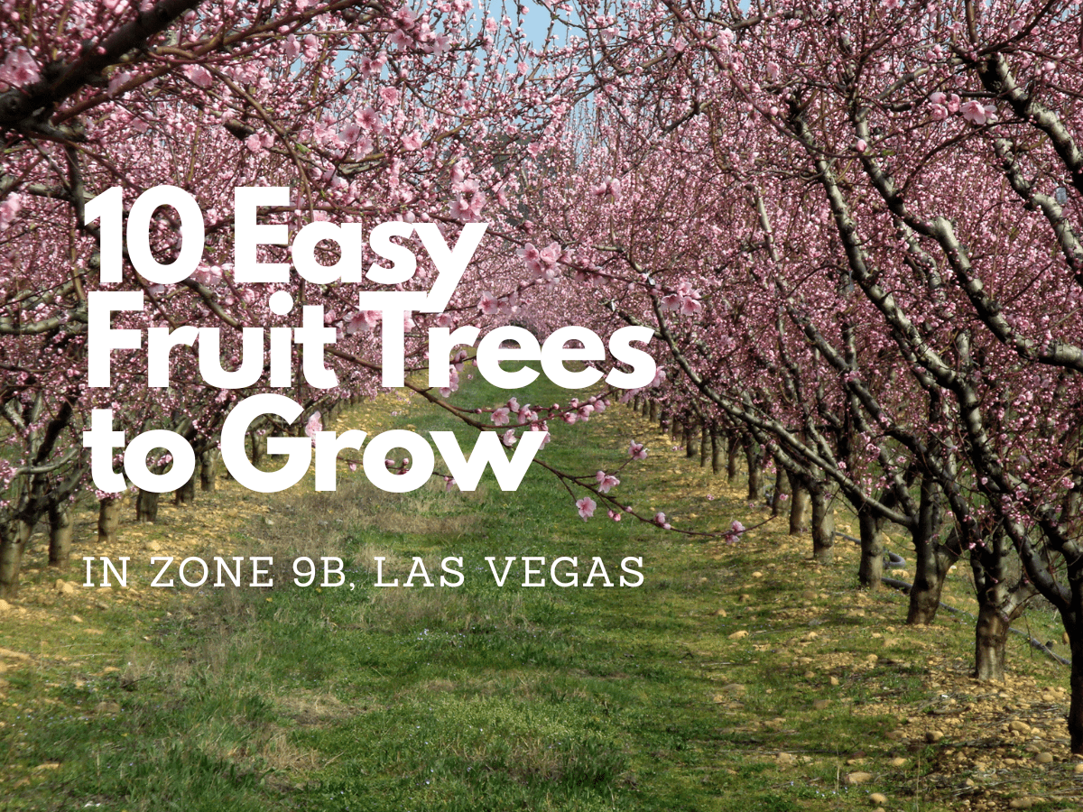 10 Fruit Trees That Thrive in Las Vegas: Easy Options for Your Desert Garden