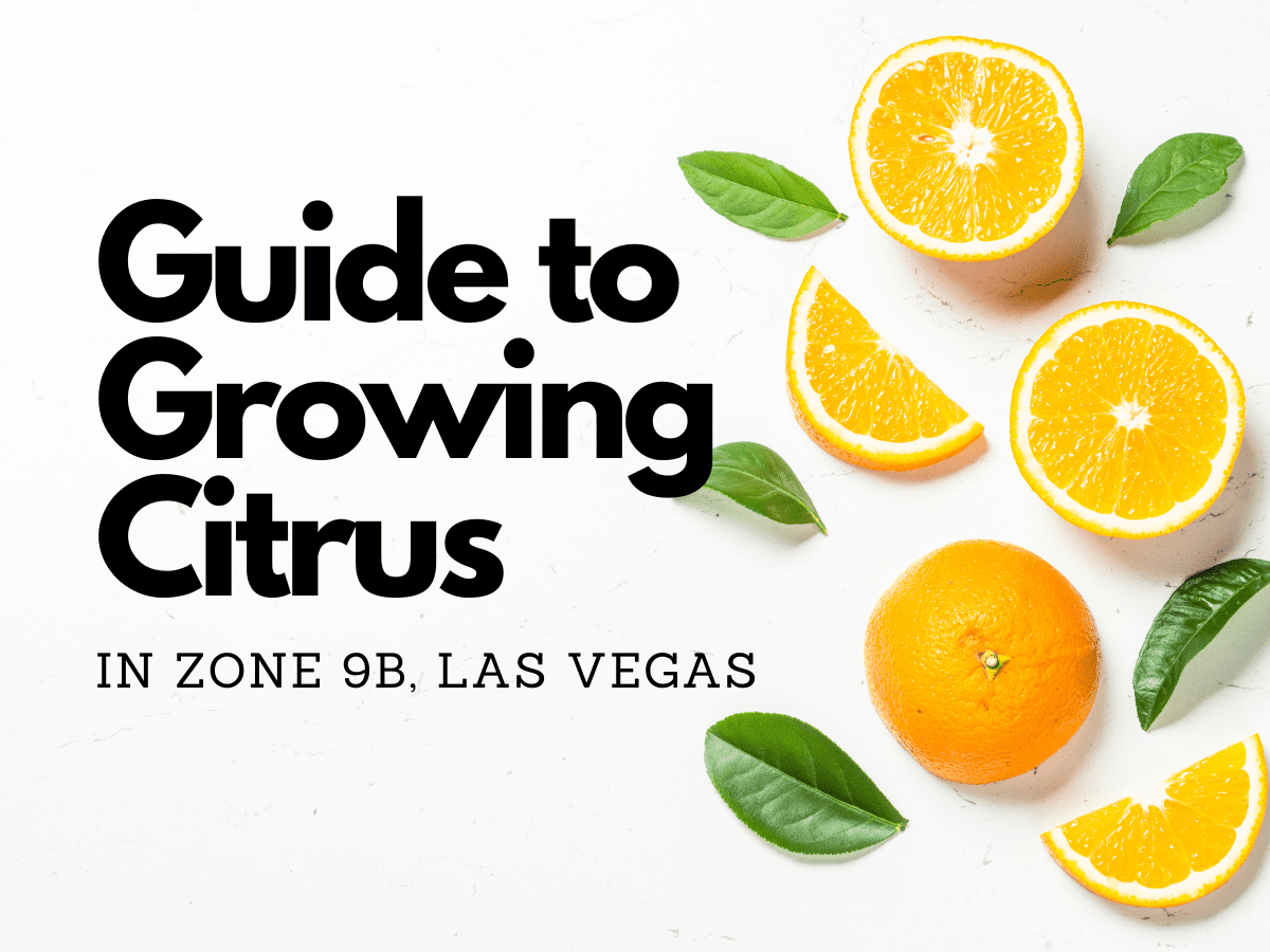 Mastering Citrus Cultivation in Las Vegas: The Ultimate Zone 9b Guide