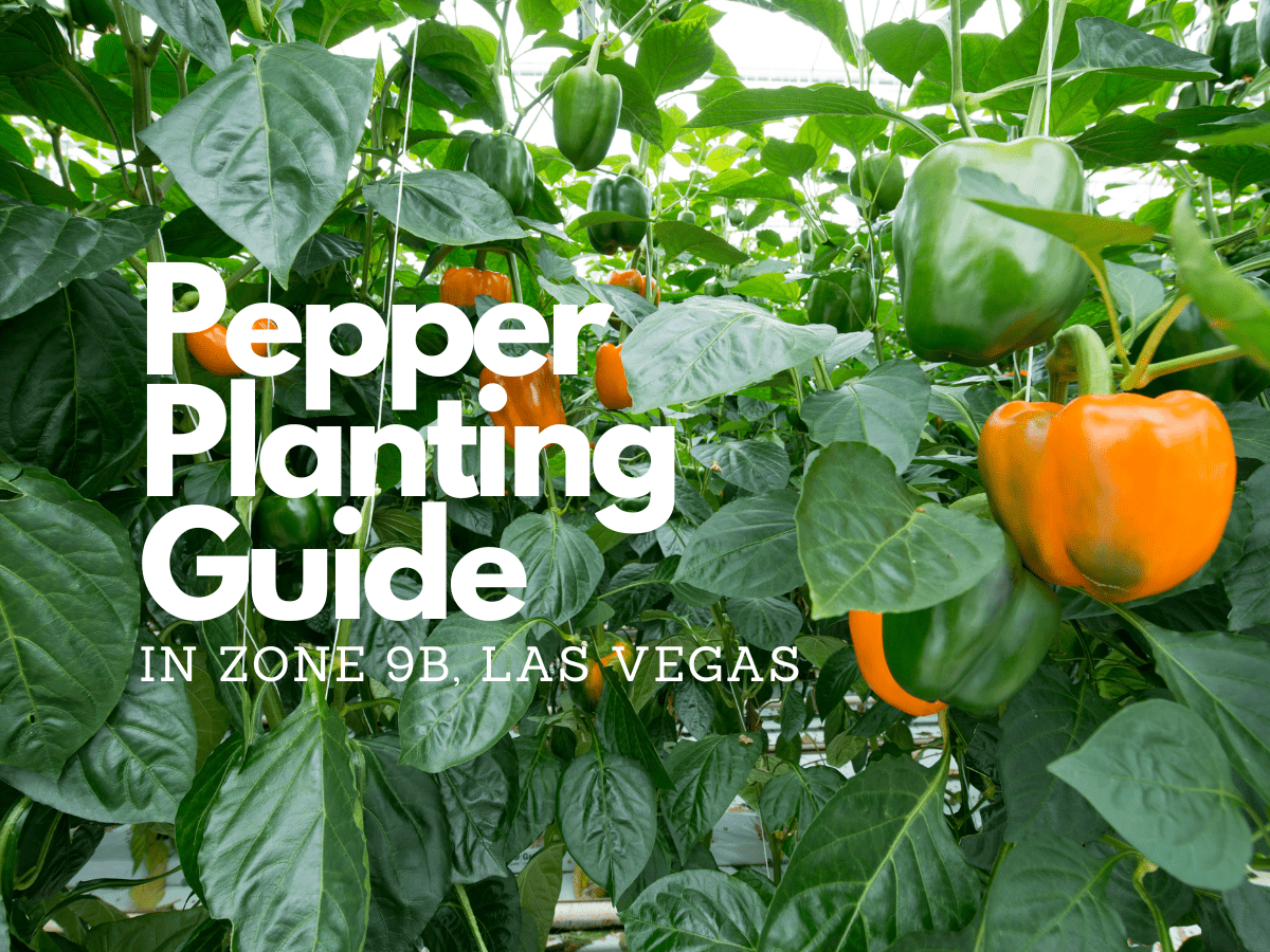 The Ultimate Guide to Planting Peppers in Southwest Zone 9B: Expert Tips for Thriving Gardens