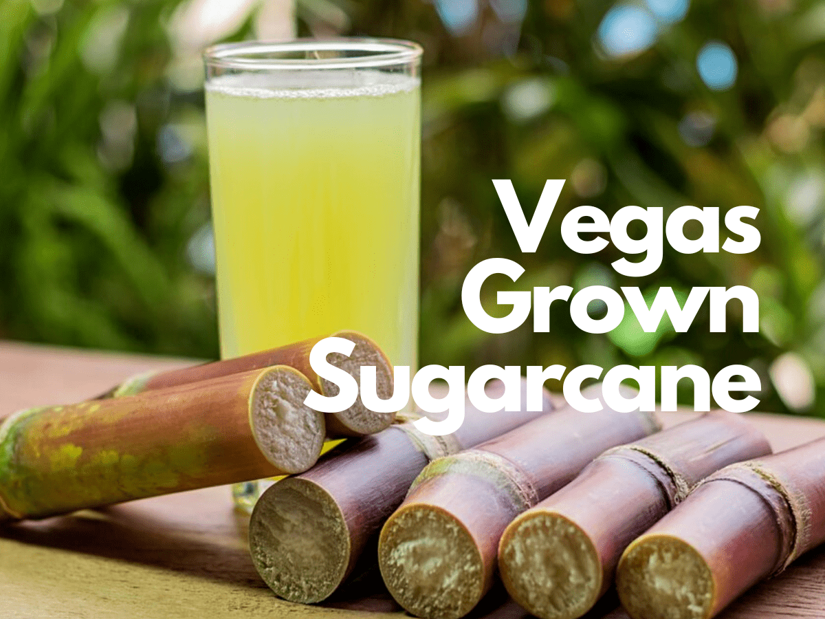 The Complete Sweet Guide to Growing Sugarcane: Planting to Harvest for Maximum Yield