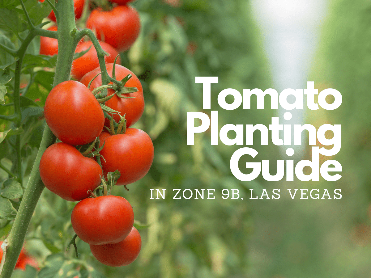 The Ultimate Las Vegas Tomato Gardening Guide: Thrive in Zone 9b